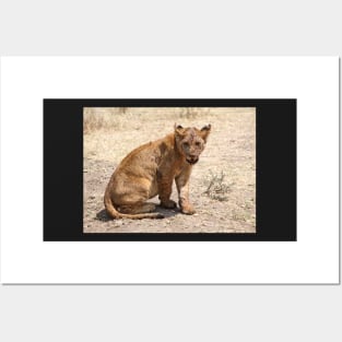 African Lion Cub After Feeding, Serengeti, Tanzania Posters and Art